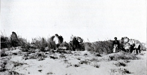 Camels grazing on frist reeds after crossing Lop-Nor Desert - Copy